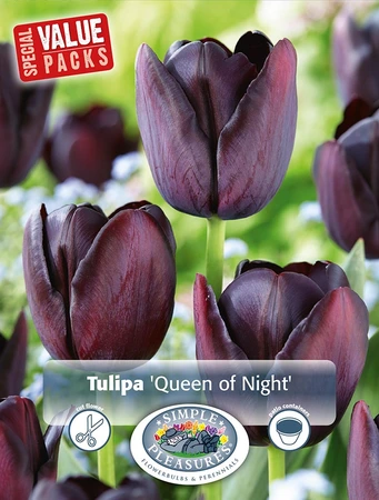 Tulipa Single Late Queen of Night | Cappers 10 x 20