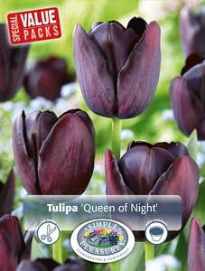 Tulipa Single Late Queen of Night | Cappers 10 x 20