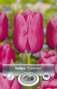 Tulipa Single Late Yosemite | Cappers 5 x 20