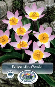 Tulipa Specialty Bakeri Lilac Wonder | Cappers 10 x 20