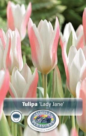 Tulipa Specialty Clusiana Lady Jane | Cappers 8 x 20