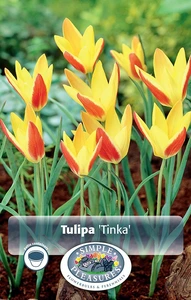 Tulipa Specialty Clusiana Tinka | Cappers 10 x 20