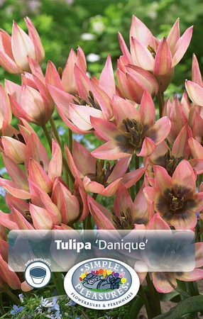 Tulipa Specialty Danique | Cappers 10 x 20