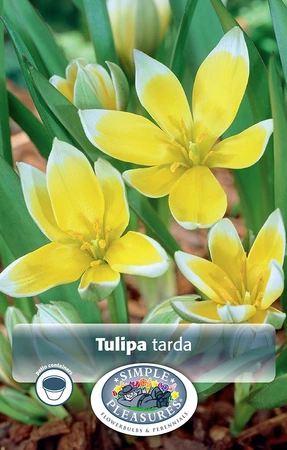 Tulipa Specialty Dasystemon Tarda | Cappers 12 x 20