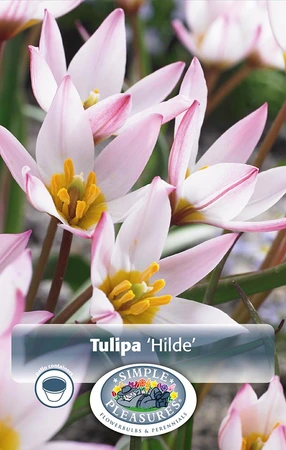 Tulipa Specialty Hilde | Cappers 10 x 20