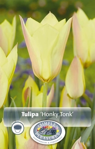 Tulipa Specialty Honky Tonk | Cappers 10 x 20