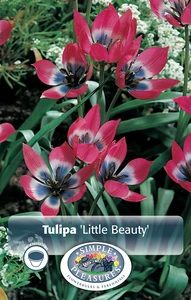 Tulipa Specialty Humilis Little Beauty | Cappers 10 x 20