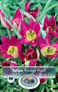 Tulipa Specialty Humilis Persian Pearl | Cappers 10 x 20