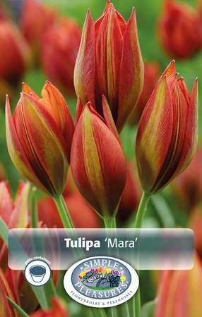 Tulipa Specialty Mara | Cappers 10 x 20