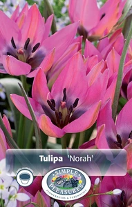 Tulipa Specialty Norah | Cappers 10 x 20