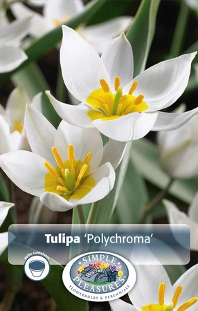 Tulipa Specialty Polychroma | Cappers 10 x 20