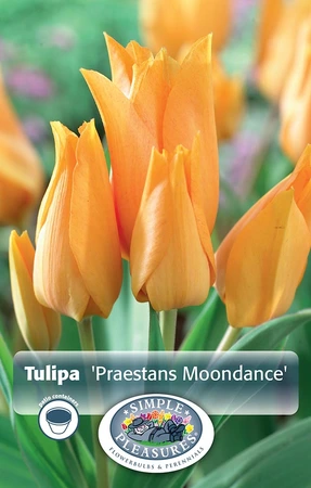 Tulipa Specialty Praestans Moondance | Cappers 10 x 20