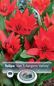 Tulipa Specialty Praestans Tubergens Variety | Cappers 10 x 20