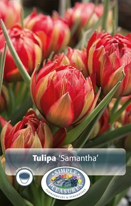 Tulipa Specialty Samantha | Cappers 10 x 20