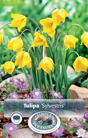 Tulipa Specialty The Woodland Tulip | Cappers 10 x 20