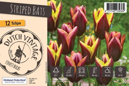 Tulipa Striped Bats | Cappers 8 x 16