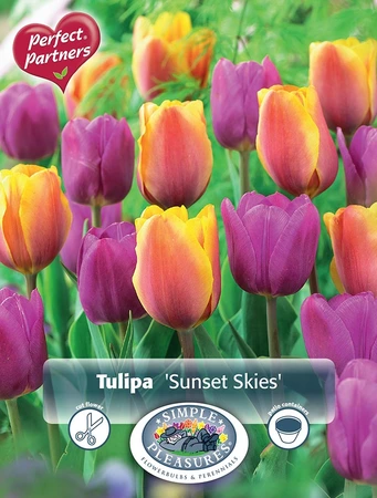 Tulipa Sunset Skies | Cappers 10 x 20