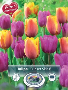 Tulipa Sunset Skies | Cappers 10 x 20