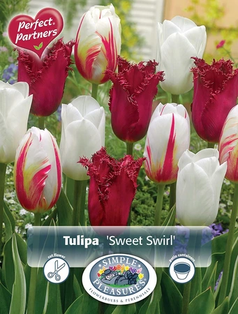 Tulipa Sweet Swirl | Cappers 8 x 20