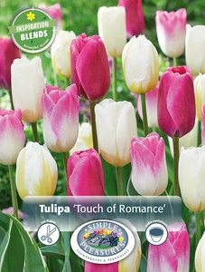 Tulipa Touch of Romance | Cappers 12 x 15