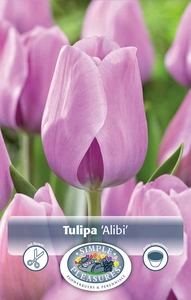 Tulipa Triumph Alibi | 80 pce