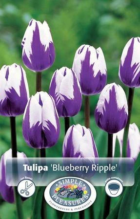 Tulipa Triumph Blueberry Ripple | Cappers 5 x 20