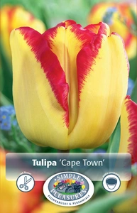 Tulipa Triumph Cape Town | 80 pce