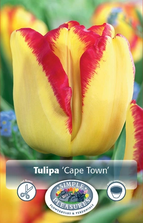 Tulipa Triumph Cape Town | Cappers 5 x 20