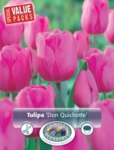 Tulipa Triumph Don Quichotte | Cappers 12 x 20