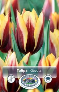 Tulipa Triumph Gavota | Cappers 5 x 20