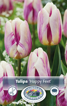 Tulipa Triumph Happy Feet | Cappers 5 x 20