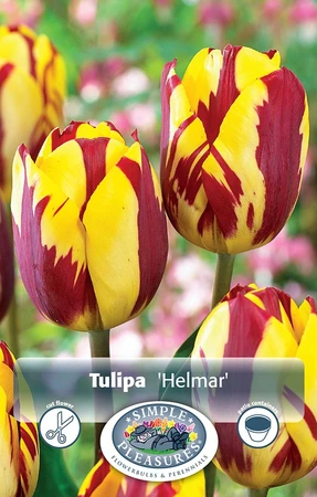 Tulipa Triumph Helmar | Cappers 5 x 20