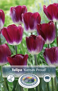 Tulipa Triumph Kansas Proud | Cappers 5 x 20