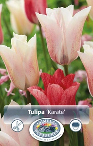 Tulipa Triumph Karate | 80 pce