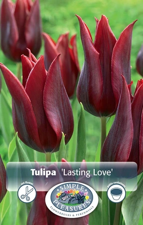 Tulipa Triumph Lasting Love | Cappers 5 x 20