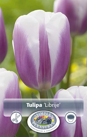 Tulipa Triumph Librije | Cappers 5 x 20