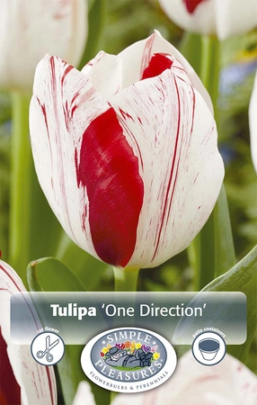 Tulipa Triumph One Direction | Cappers 5 x 20