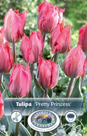 Tulipa Triumph Pretty Princess | Cappers 5 x 20