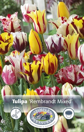 Tulipa Triumph Rembrandt Mix | Cappers 5 x 20