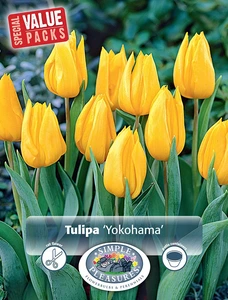 Tulipa Triumph Yokohama | Cappers 10 x 20