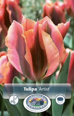 Tulipa viridiflora Artist | Cappers 5 x 20