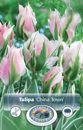 Tulipa viridiflora China Town | Cappers 5 x 20