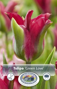 Tulipa viridiflora Green Love | Cappers 5 x 20