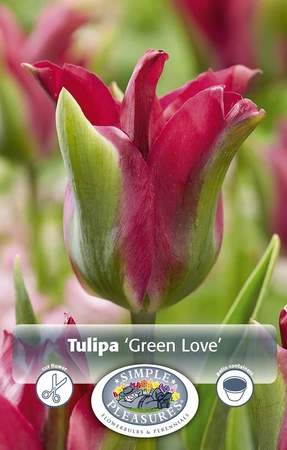 Tulipa viridiflora Green Love | 80 pce