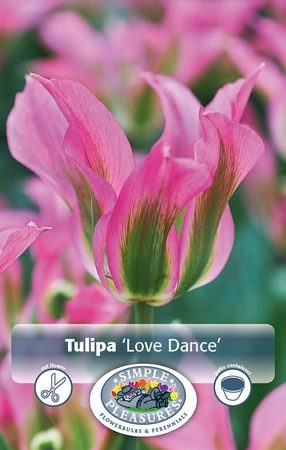 Tulipa viridiflora Love Dance | Cappers 5 x 20