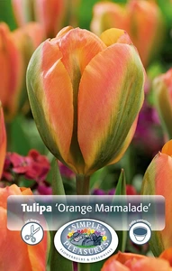 Tulipa viridiflora Orange Marmalade | Cappers 5 x 20