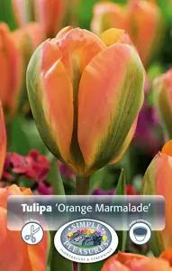 Tulipa viridiflora Orange Marmalade | 80 pce