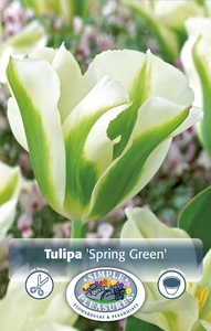 Tulipa viridiflora Spring Green | Cappers 5 x 20