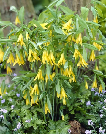 Uvularia Grandiflora | 25 pce