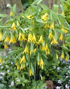 Uvularia Grandiflora | 25 pce